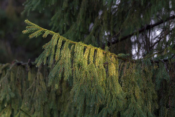 Branches with cones European spruce (Picea abies) on a background of blue sky.