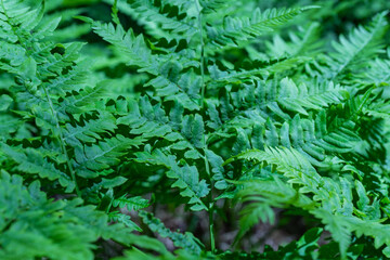 Naklejka na ściany i meble The leaves of the fern are bright green in color