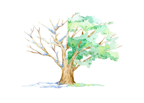 Oak winter and summer.Deciduous tree and two seasons.Watercolor hand drawn illustration.White background.
