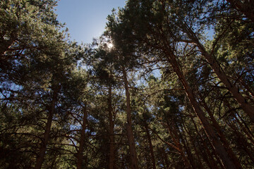 tall, leafy trees blocking out the sun