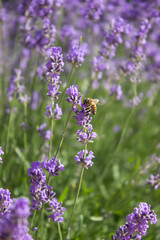 Lavender flowers with bee gathering pollen on a bright sunny day