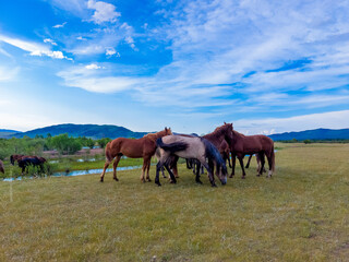 Fototapeta na wymiar horses on the meadow