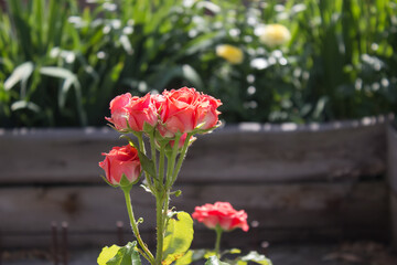 Pink roses in garden on natural background
