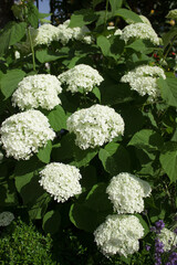 Hydrangea flowers in garden