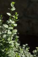 Green plant herb leaves on dark natural background