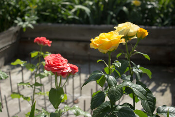 Roses in garden on natural background