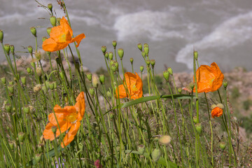 field of poppies