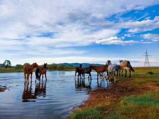 Herd of horses grazing summer river