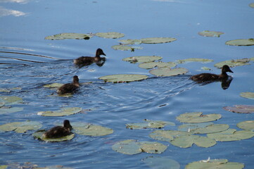 ducks in the water