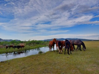 Fototapeta na wymiar horses on the river