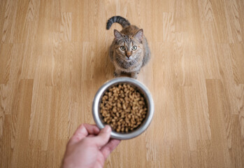 Male hand with dry food. The cat is waiting to be fed. Top view. - 444699360
