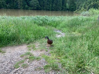 duck on the grass