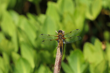 Close up of a four spot chaser dragonfly, libellula quadrimaculata, resting in full sun on a twig over a pond