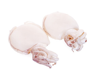 squid isolated on white background