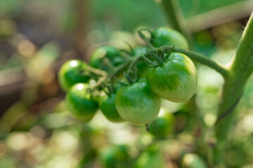 close up of a bunch of tomatoes