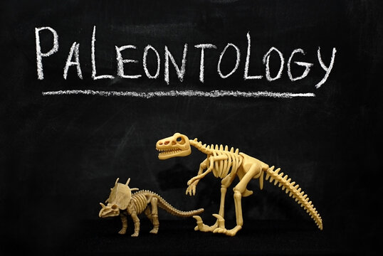 Two skeletons of a dinosaur on a black background of a grinding board with the inscription Paleontology. The skeleton of a tyrannosaurus and triceraptos on a black background. Paleotology.