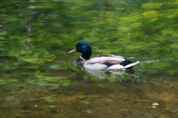 Obraz premium duck on the water