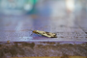 Mariposa en mesa lila