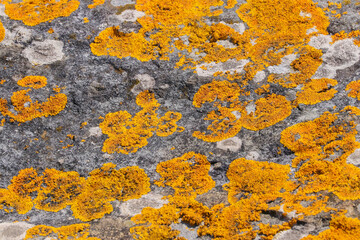 A mass of yellow lichen, Xanthoria parietina, growing on rocks