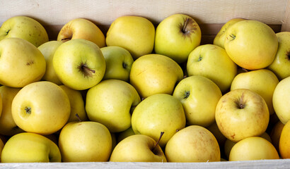 fresh golden apples in  wooden crate