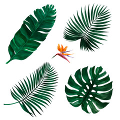 A set of illustrations of tropical leaves and a flower. You can use it for your own designs.