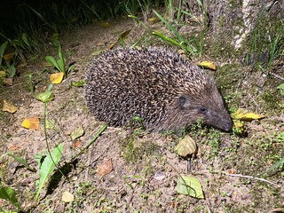 A cute hedgehog from the Hedgehog family Erinaceidae went for a night walk in search of food