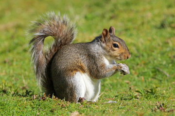 Naklejka na ściany i meble Close up of a Grey Squirrel, sciurus carolinensis, sitting in a field eating.