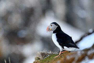 Atlantic puffin (Fratercula arctica) at Hornøya island, Norway