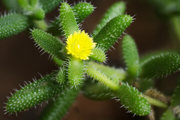 Small Delosperma echinatum flower close-up