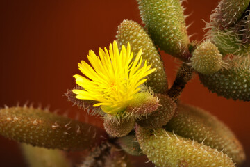 Delosperma echinatum flower close-up