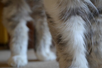 cat leg 