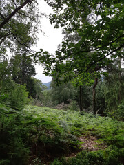 Im Teutoburger Wald bei Horn-Bad Meinberg