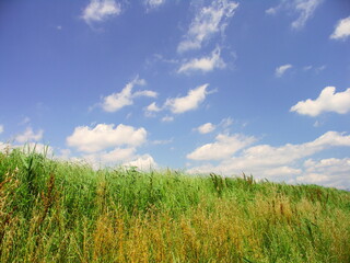 Fototapeta premium 初夏の夏草茂る放水路土手風景