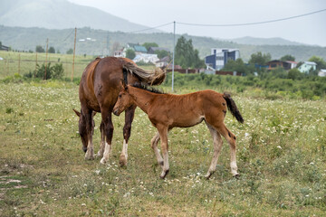Fototapeta na wymiar foal and mare in the pasture