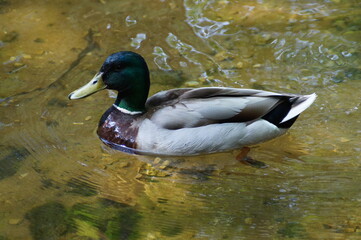 duck on the water