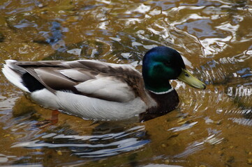 duck on the water
