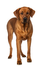 Broholmer dog standing isolated on white background