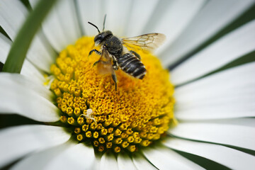 Bee and Spider close-up