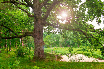Fototapeta na wymiar Old oak on the sunny forest meadow.