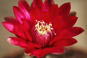 Red Cacti Flower Close-up