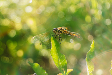 dragonfly, insect, nature, macro, green, wings, bug, animal, fly, wildlife, insects, wing, dragon, summer, closeup, yellow, close-up, animals, eyes, damselfly, flower, beauty, red, eye, dragonflies