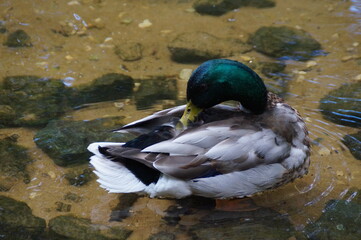 Obraz premium duck on the lake
