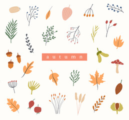 Set of autumn herbarium. Different branches and twigs with berries and leaves. Card with Wild forest plants. Vector collection of botanical design elements. Colored flat illustration.
