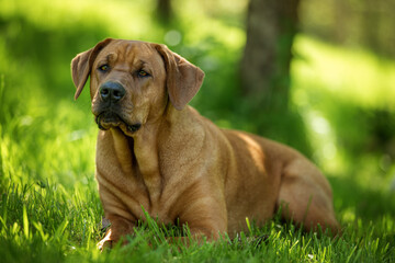 Broholmer dog in nature background