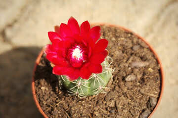 Red Cacti flower 