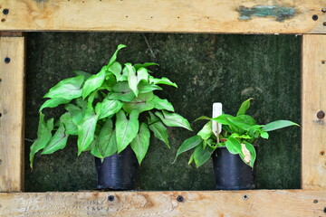 Beautiful potted betel plants to decorate your home and garden.