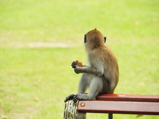 A curious monkey taking snacks from travellers in the Penang botanical garden, not looking at the camera