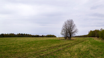 landscape green field