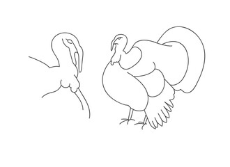 Vector linear illustration farm animal - turkey isolated in white background.