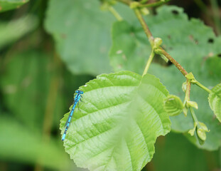 close up of beautiful banded demoiselle (Calopteryx splendens) damselfly  
